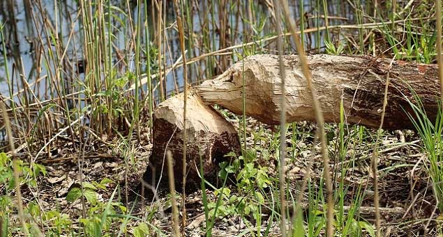A tree that has been coppiced by a beaver